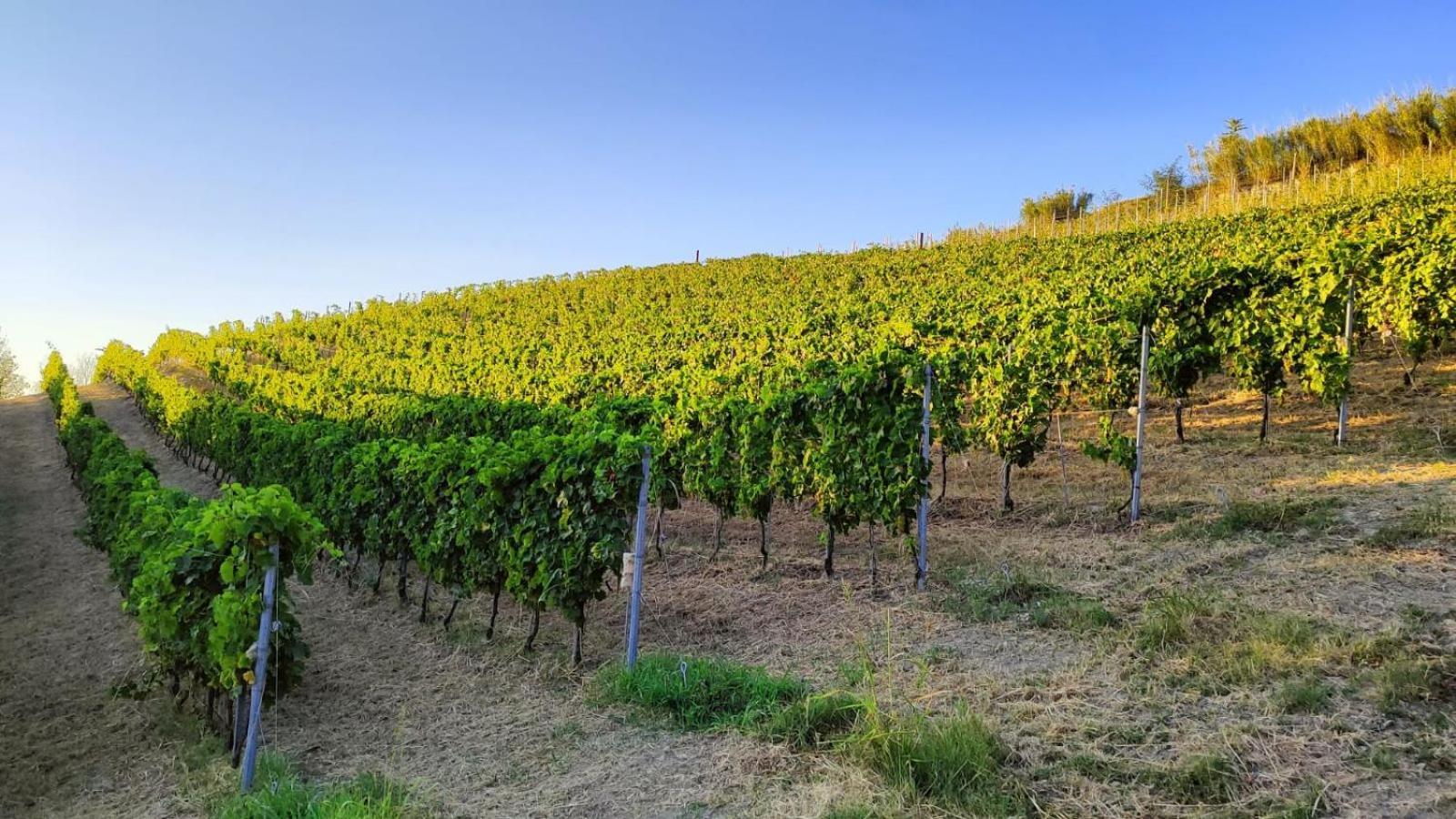 Cadgal - Tenuta La Cova Calamandrana エクステリア 写真
